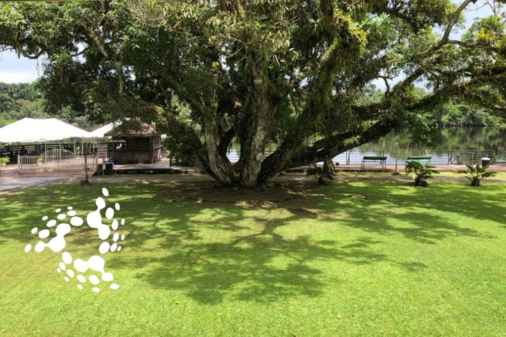 Historic 100-year-old tree in Linden, Guyana beside the Demerara River